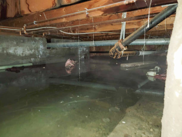  Pine Island, TX Water damage restoration Pros