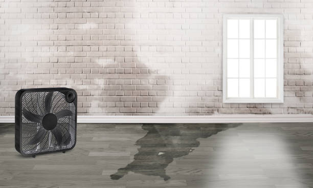 Best Carpet water damage restoration  in Pine Island, TX